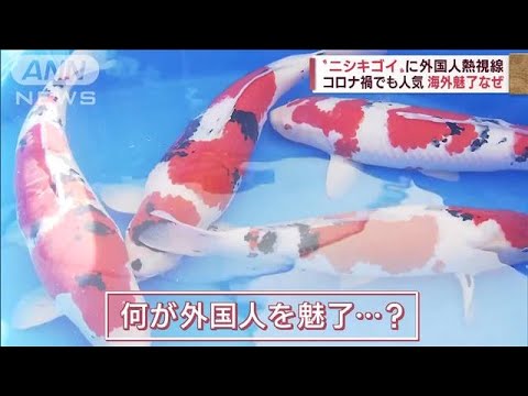 「泳ぐ宝石だ」1億円超えも!“ニシキゴイ”に外国人熱視線 8割が海外輸出(2022年11月11日)