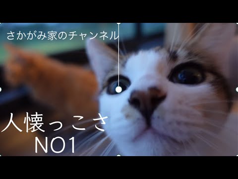 【人懐っこさNo.1】リキ・チョウシュウの魅力