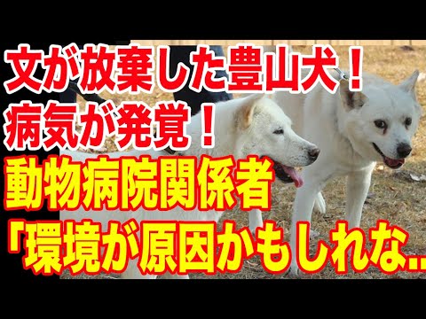 文が放棄した豊山犬!まさかの病気が発覚!動物病院関係者からの証言で…