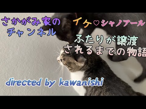 【恋のサンルーム】イケとシャノアールが譲渡される前、仲良くなっていくふたりの物語