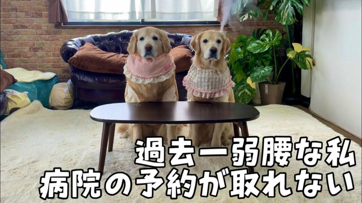 【あーちゃんのシコリ】緊急なのに病院の予約が取れない