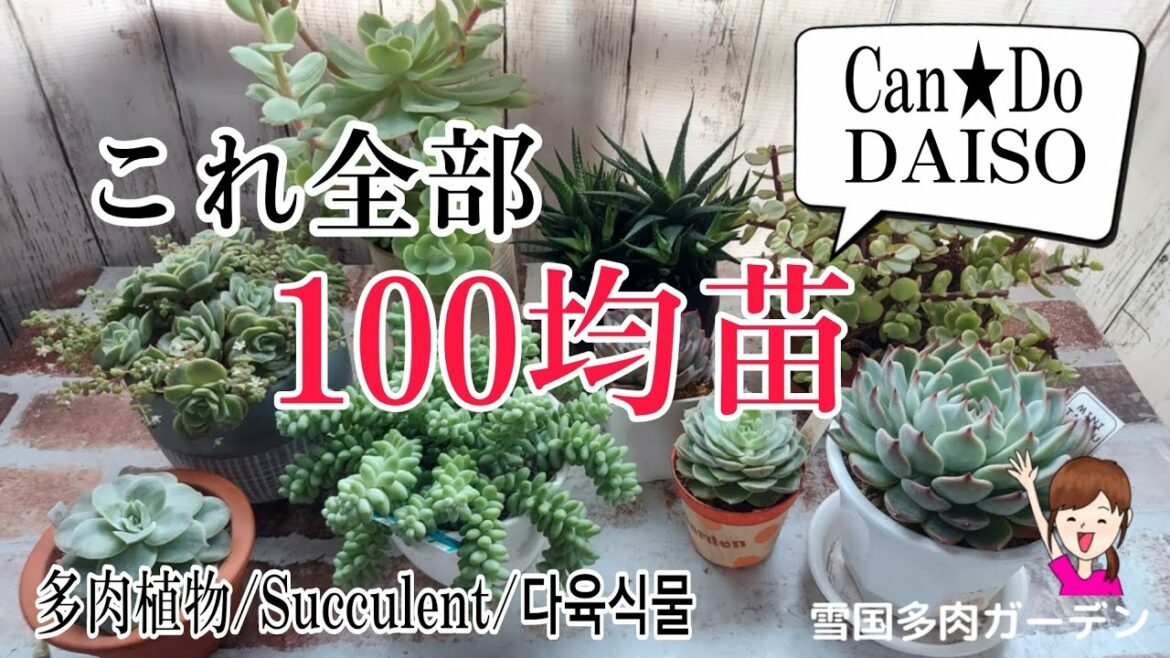 【多肉植物】これ全部100均で買った苗!こんなに美しく立派になります。#ダイソー苗 #Can☆Do苗 #100均苗