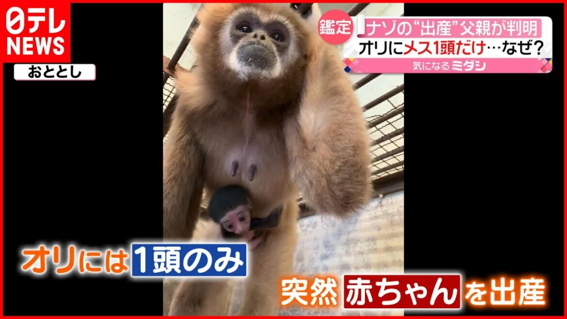 【ナゾの“出産”】オリに1頭だけのメスのシロテテナガザル 「DNA鑑定」で父親判明