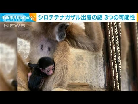 単独で暮らす雌ザルが謎の出産 “隙間”で交尾か(2021年3月15日)
