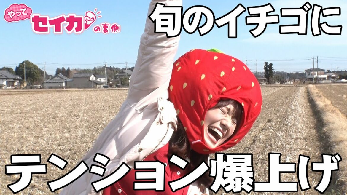 セイカがイチゴ食べまくってテンション爆上げ!【セイカの裏側40】