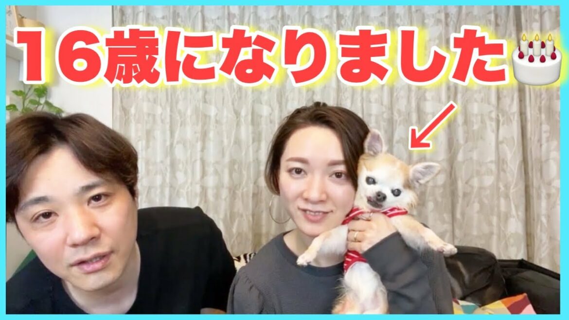愛犬ジョヴィ、16歳おめでとう㊗️🎂