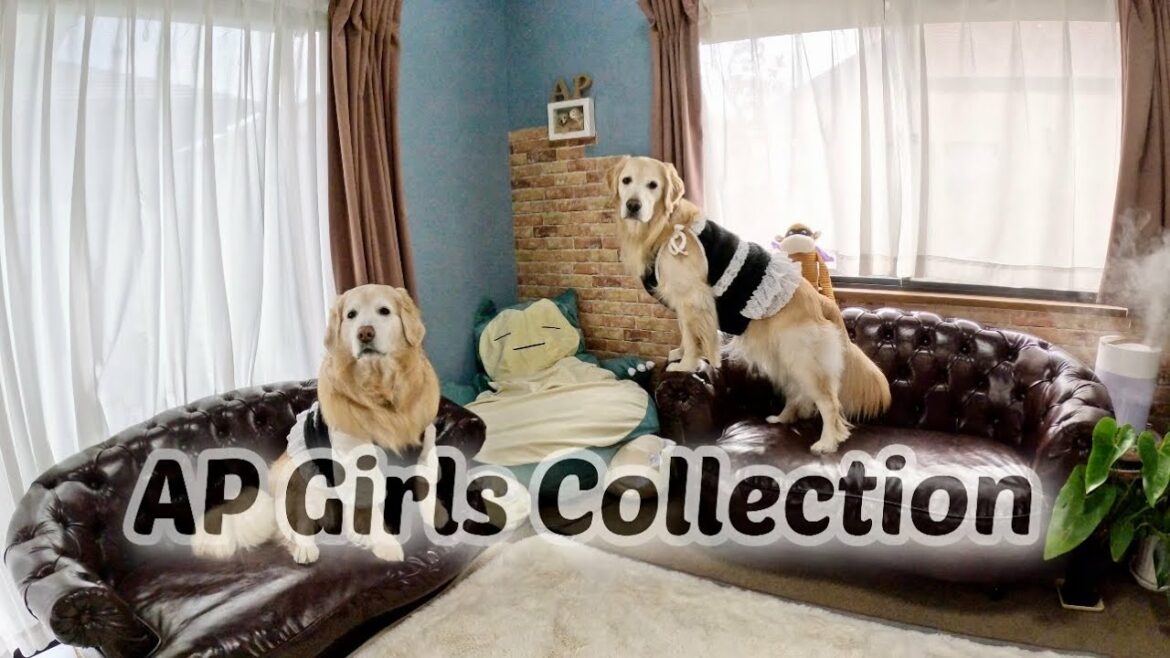 【AP Girls Collection】ビスチェ到着!最後のボアはブラックゴス!と少し薄手のカラフルりんご