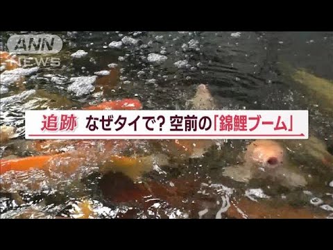 タイで空前の「錦鯉ブーム」 “愛好家”急増…国民的スターも「かかせない存在」【Jの追跡】(2023年1月29日)