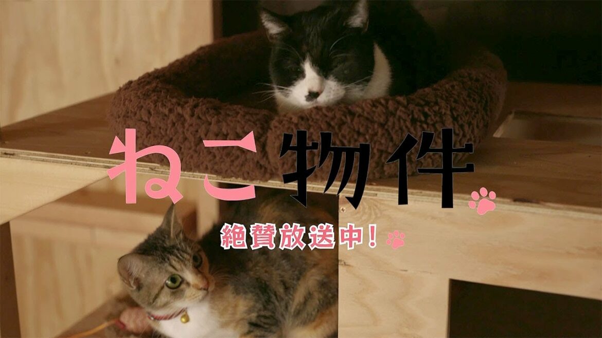 【古川雄輝主演!】ドラマ『ねこ物件』予告「猫あるある篇」