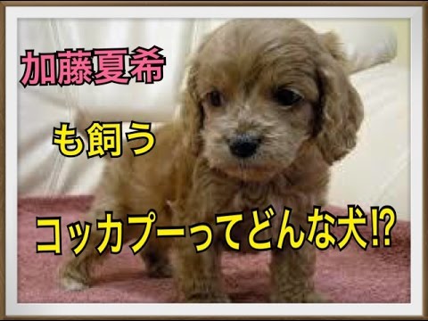 【かわいい】加藤夏希も飼うコッカプー(トイプードル×アメリカン・コッカー・スパニエル)ってどんな犬!?
