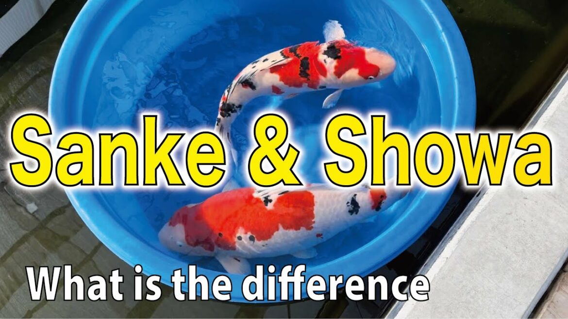 【大正と昭和の違い】HOW TO DETERMINE THE DIFFERENCE? #nishikigoi #錦鯉 #showa #sanke
