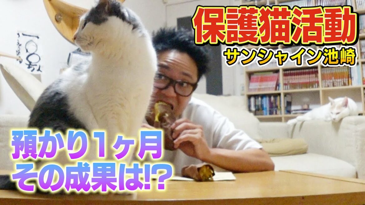 【保護猫活動】サンシャイン池崎!預かり始めて1ヶ月新米猫ののりしおは!?【預かりボランティア】