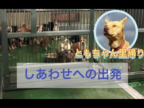 【決意】保護活動をする理由とこれからのさかがみ家