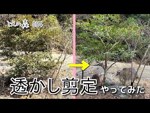 とえの森 054【透かし剪定 やってみた】