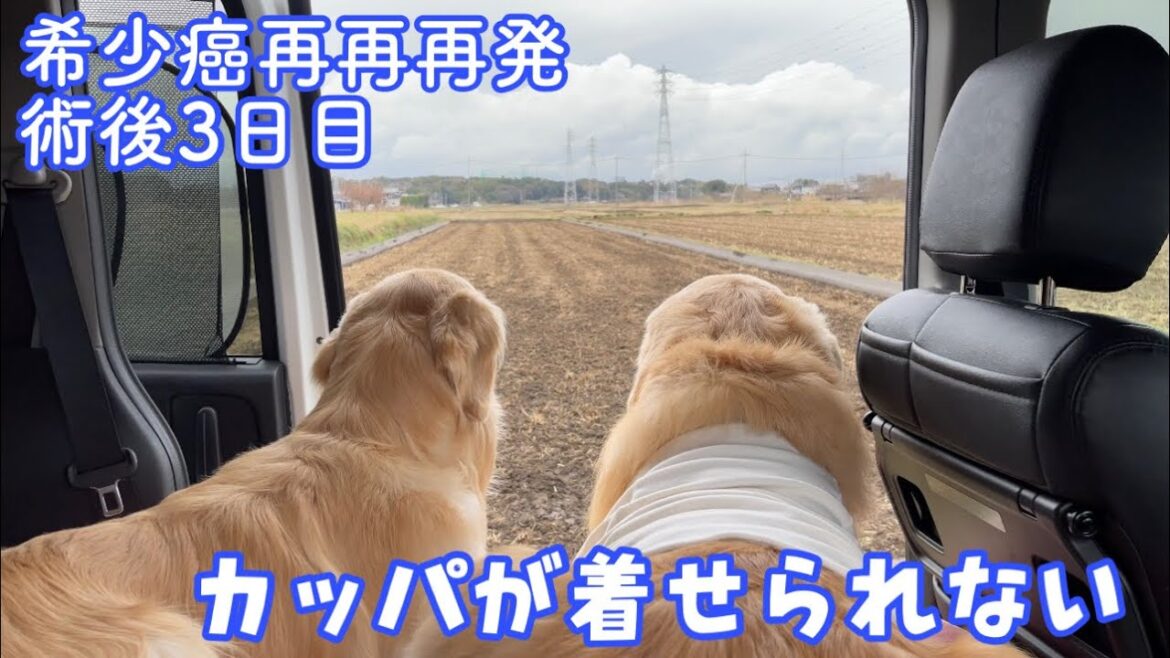 【あーちゃんのシコリ再再再発】術後3日目は大雨!カッパが着せられなくて困りました