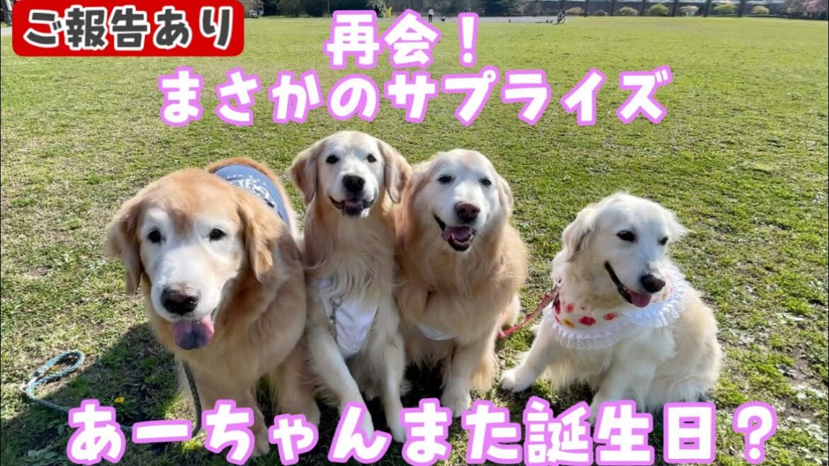 【ご報告あり】緊急手術ドタキャンで会えなかったけど再会!まさかのサプライズに感激しました。最後にご報告があります