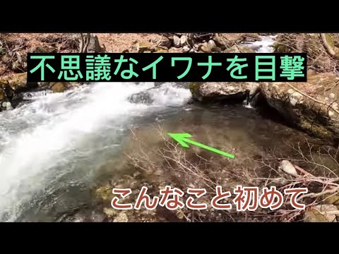 不思議なイワナを目撃 こんなこと初めてだった