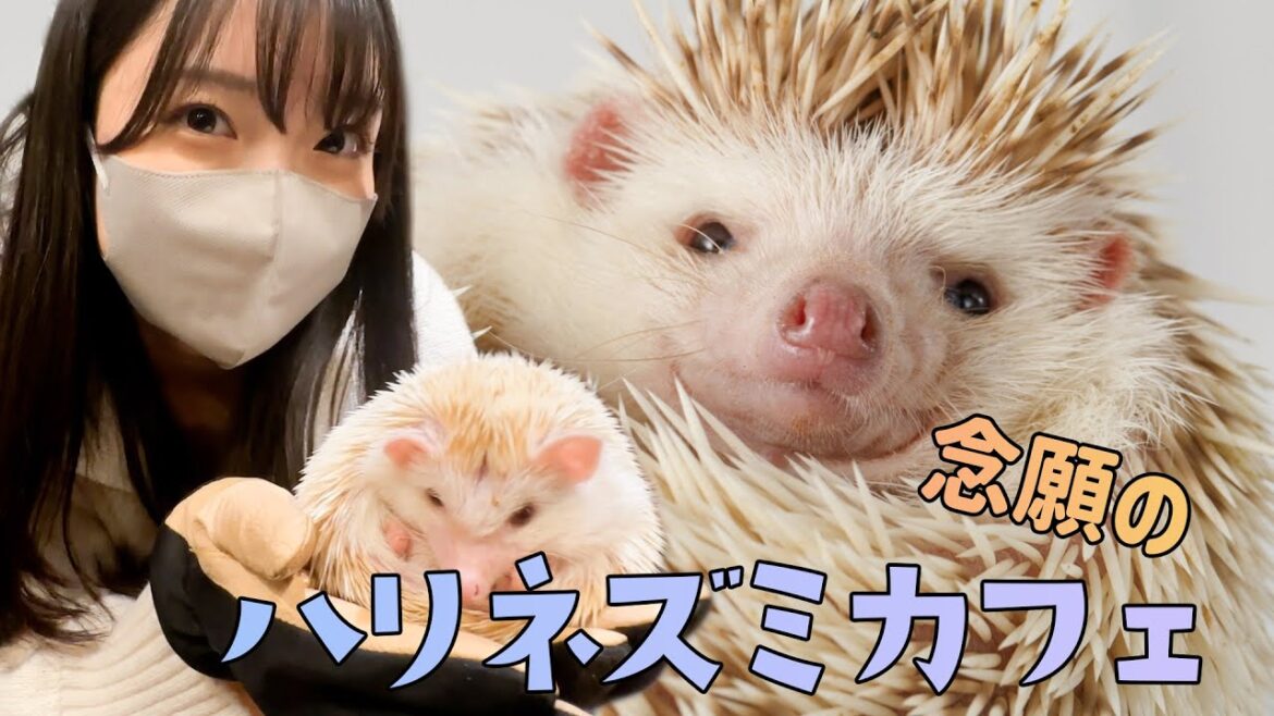 ハリネズミさんに会ってきた♡