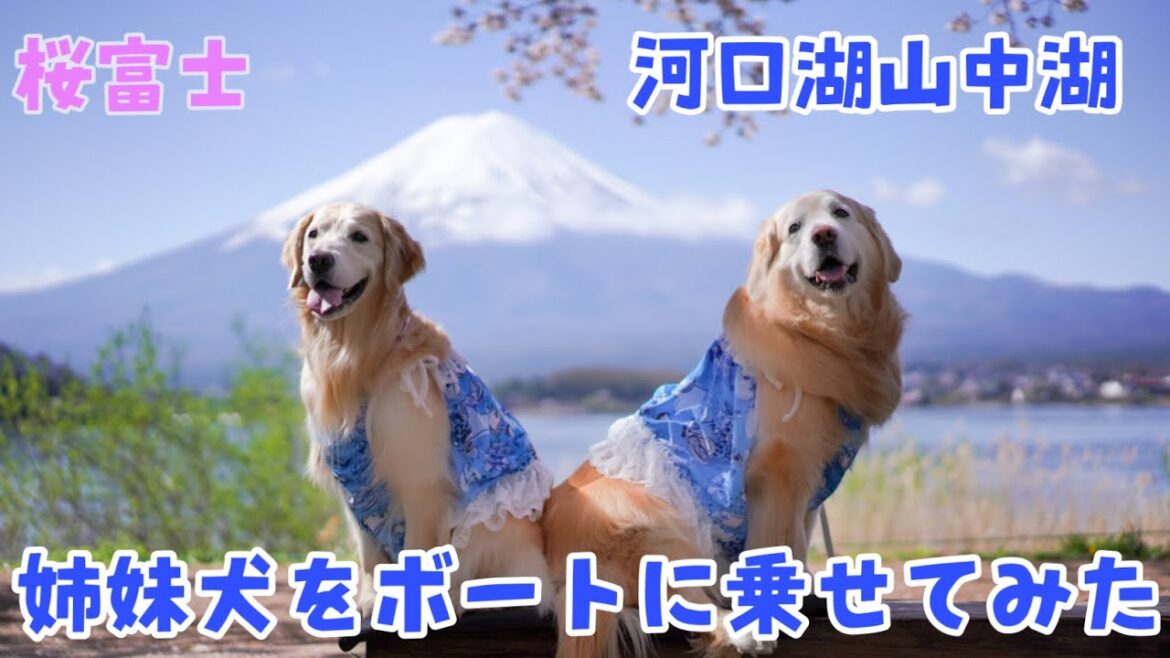 【河口湖山中湖】美しい桜富士!ゴールデンレトリバー姉妹を船に乗せてみました