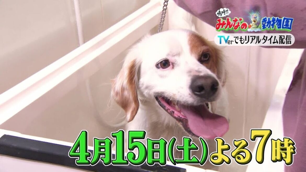 「嗚呼!!みんなの動物園」4月15日土曜よる7時放送!