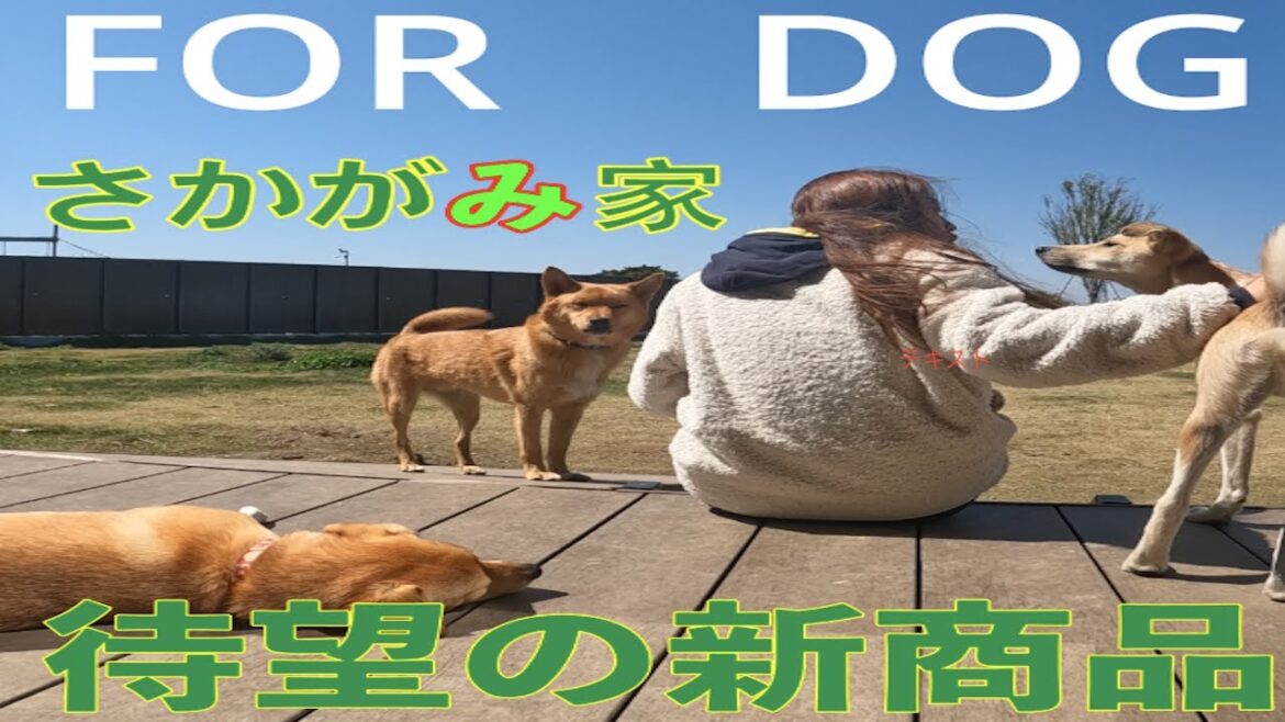 待望の新商品