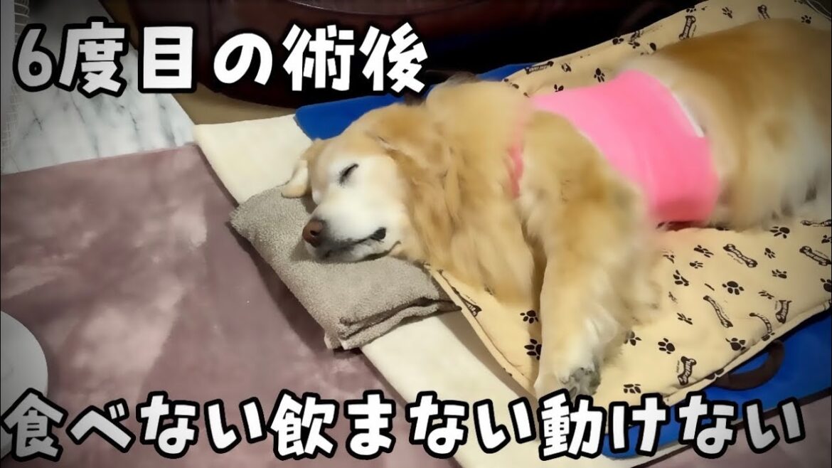 【希少がん6度目の手術】術後は顔も上げらない状態が続き急遽痛み止め追加しました