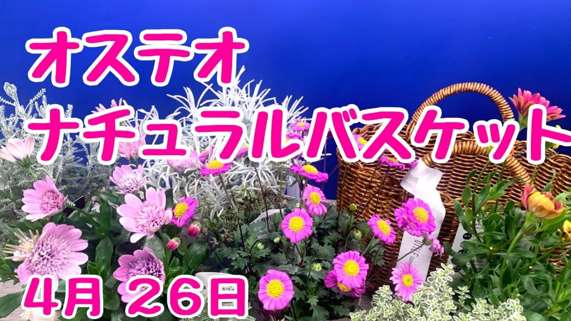 天然素材に見えるかごで #オステオスペルマム の #ギャザリング #プランツギャザリング #Plantsgathering #寄せ植え #花友フェスタ 用試作 2023年4月26日
