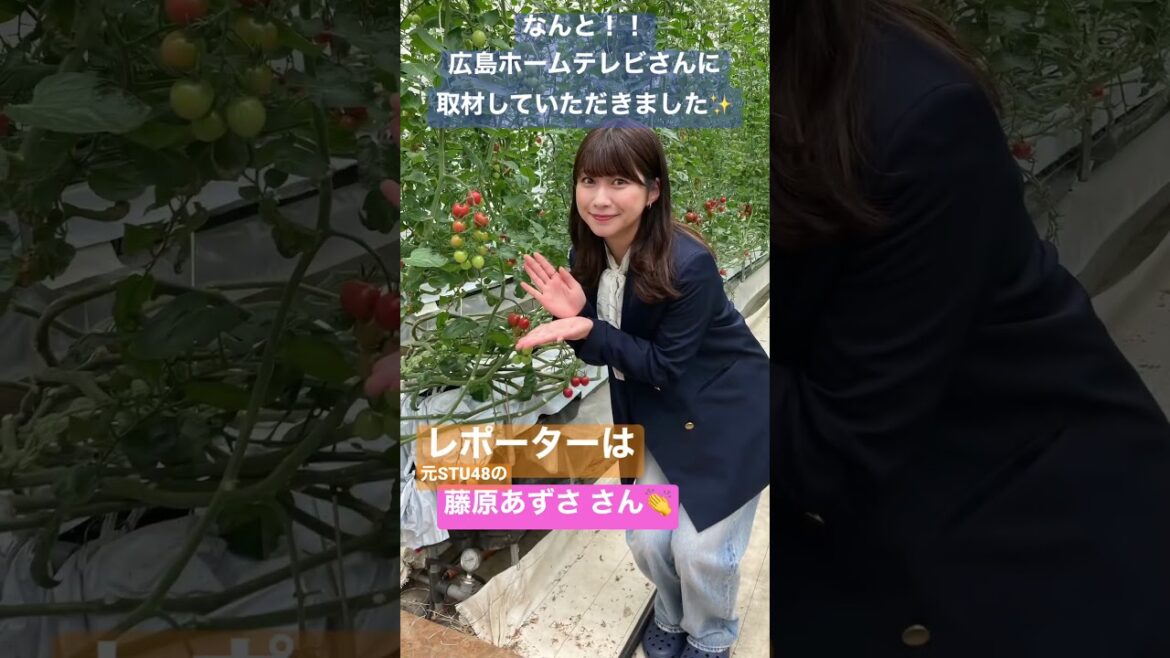 広島ホームテレビ ピタニュー 推しピタ 藤原あずさちゃんが紹介 甘いトマトの秘密 #shorts
