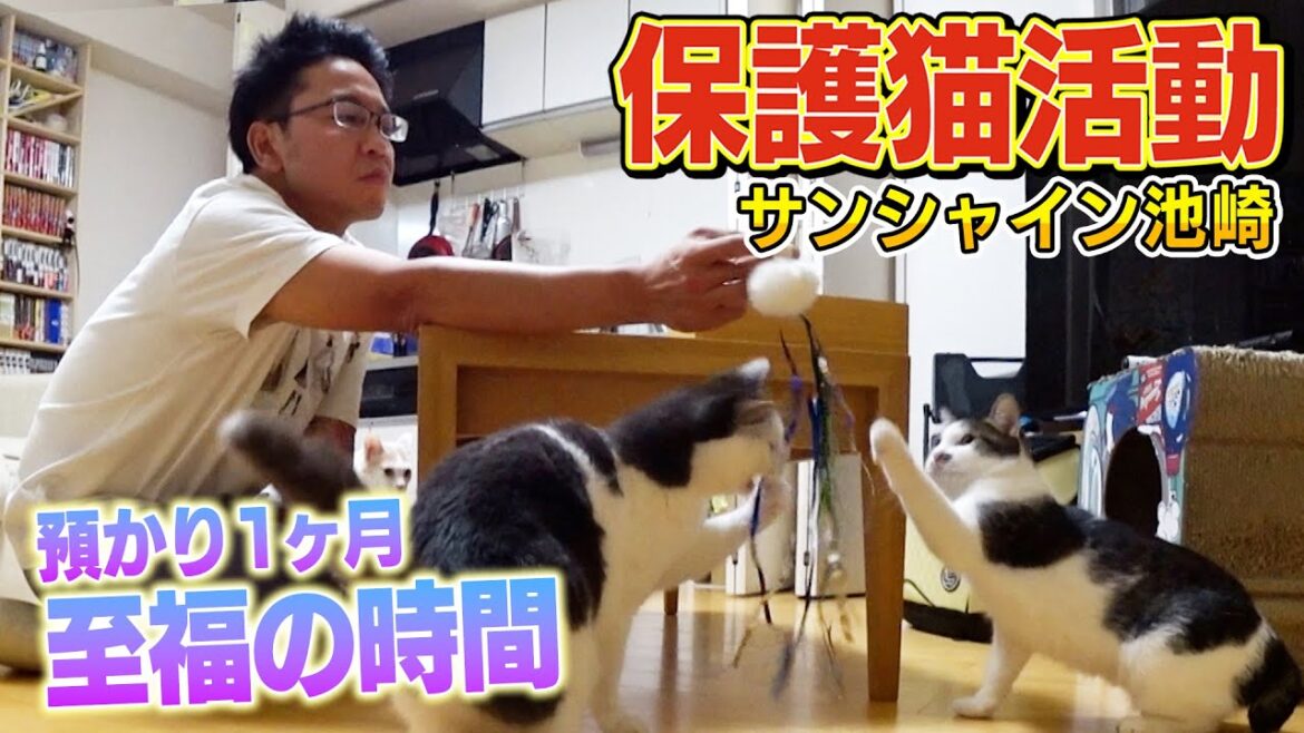【サンシャイン池崎】預かり1ヶ月目!保護猫のりしおが手作りおもちゃで心を開く!?【預かりボランティア】
