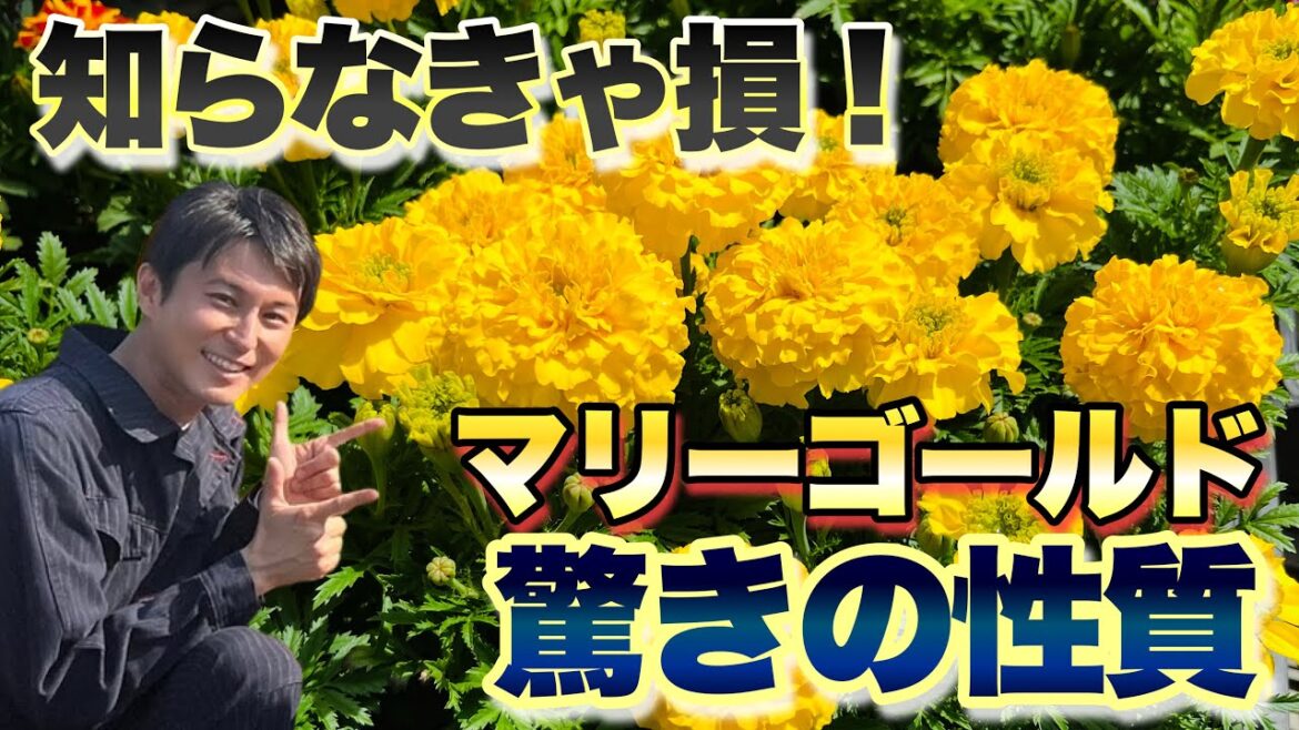 【輝く活躍!】マリーゴールドの驚くべき性質【育て方】【ガーデニング】【園芸】