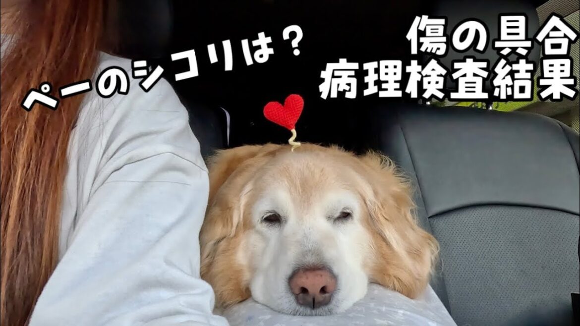 【希少がん術後検診】姉犬の傷の具合と病理検査結果と妹犬のシコリ