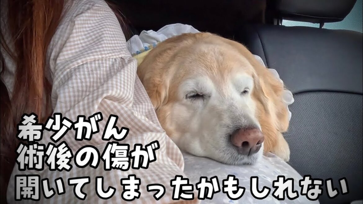 【希少がん術後の経過】まさか・・傷が開いてしまったのかもしれない・・