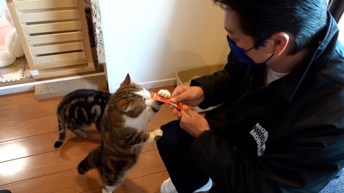 【日本統一メイキング】中澤家にお邪魔して、猫ちゃんたちに癒されてきました!