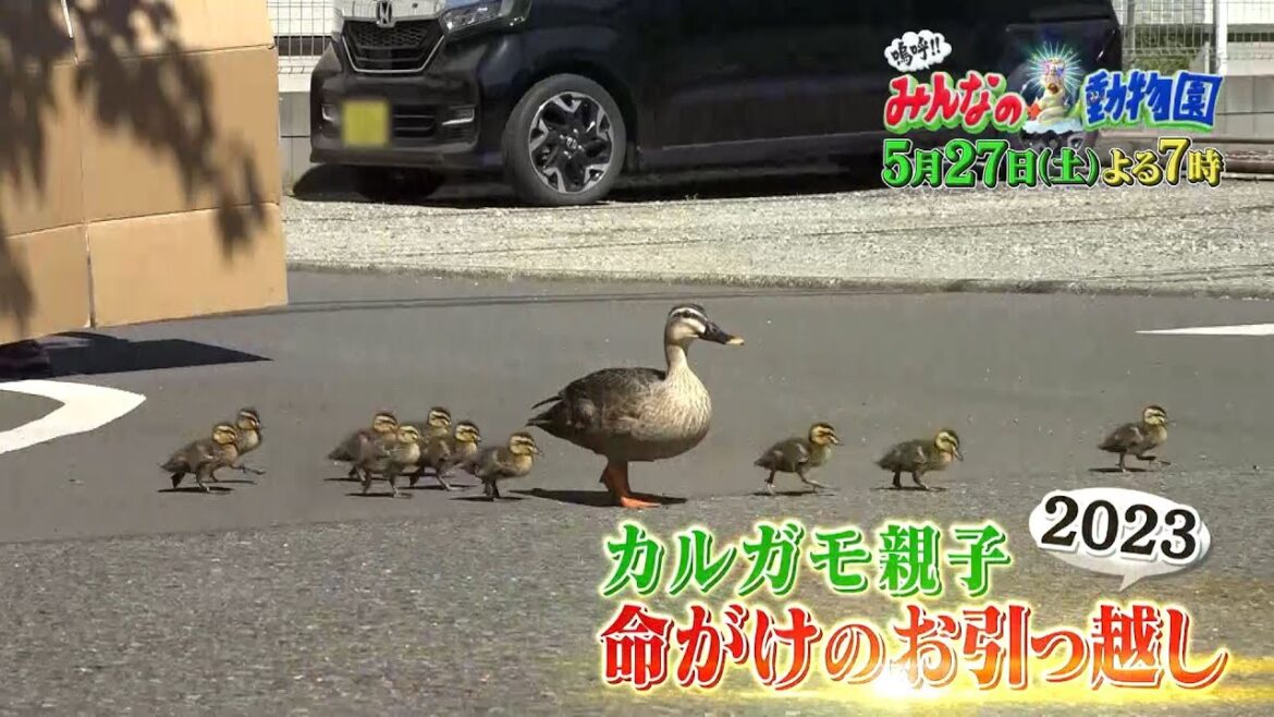 【嗚呼!!みんなの動物園 5月27日土曜よる7時放送】今年も密着!カルガモ親子・命がけのお引っ越し2023!ヒナたちを全員連れ、無事引っ越せるのか…!?