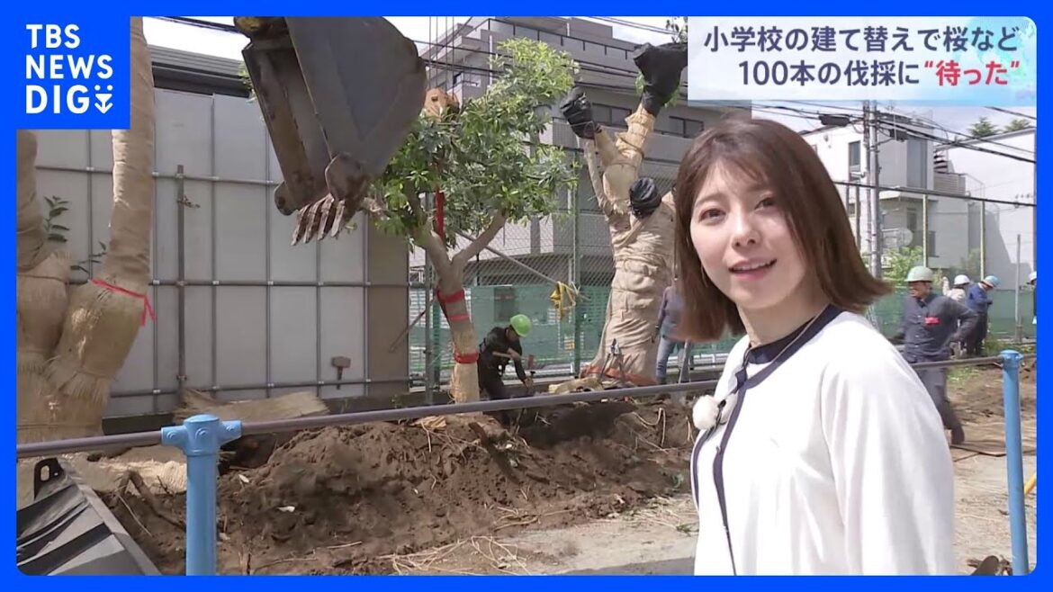 小学校建て替えで桜など100本の伐採計画に「待った」 緊急避難させる協定を結び校舎の端へ仮移植|TBS NEWS DIG