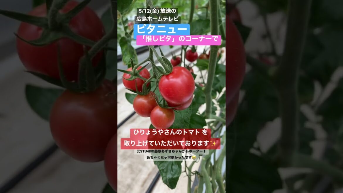 大人気ミニトマトの秘密㊙️ ピタニュー 推しピタ 藤原あずささんがリポート #shorts