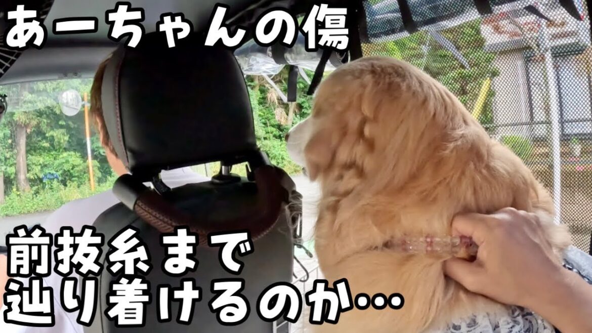 【あーちゃんの検診】今度こそ全抜糸まで辿り着きたい