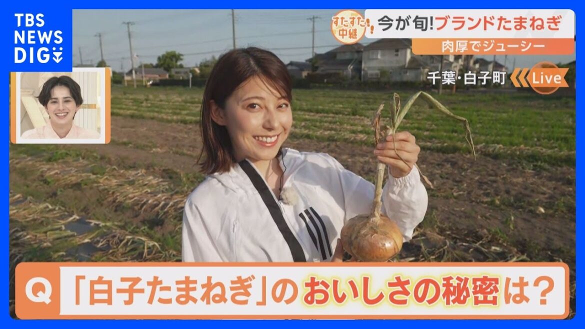 大きくておいしい!千葉県白子町のブランド野菜「白子たまねぎ」おいしさの秘密は土に!?【すたすた中継/Nスタ】|TBS NEWS DIG
