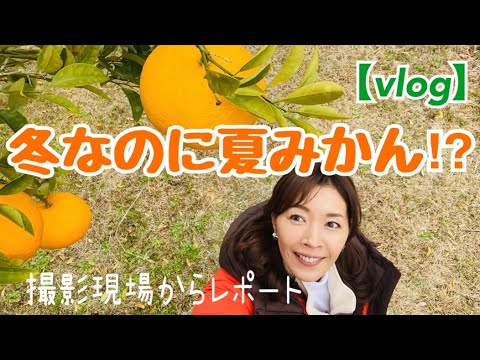 【vlog】冬のお庭にもう春が!夏みかんが美味しいよっ。レギュラー番組『晴れ、ときどきファーム!』の現場から2023冬をお届け