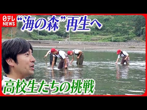 【「海の森」復活へ】30倍に育った“海の森”が急減 再生をあきらめない高校生たちの挑戦 『ベタバリ』