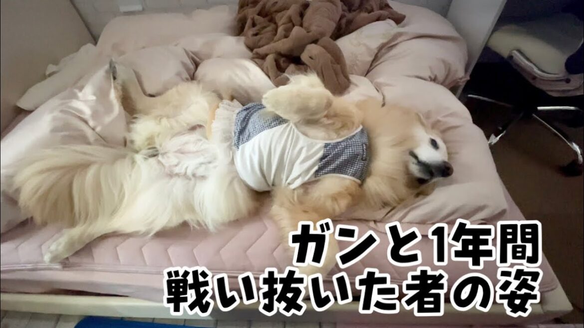 壮絶な癌治療を耐え抜いて再び手に入れた幸せを満喫するゴールデンレトリバーの姿をご覧ください