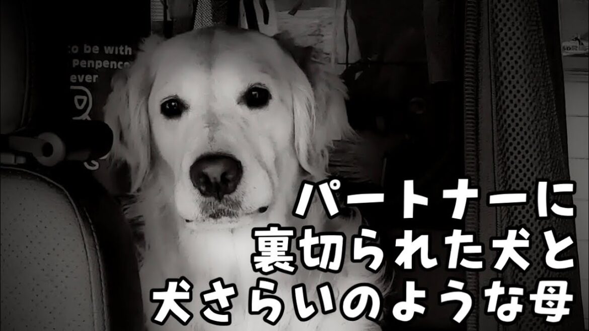 飼い主に裏切られた犬と犬さらい