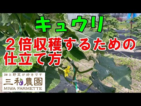 「きゅうり」は小づるを切って、孫づるを伸ばすことで長期間収穫できます。NO621(2023.5.23)