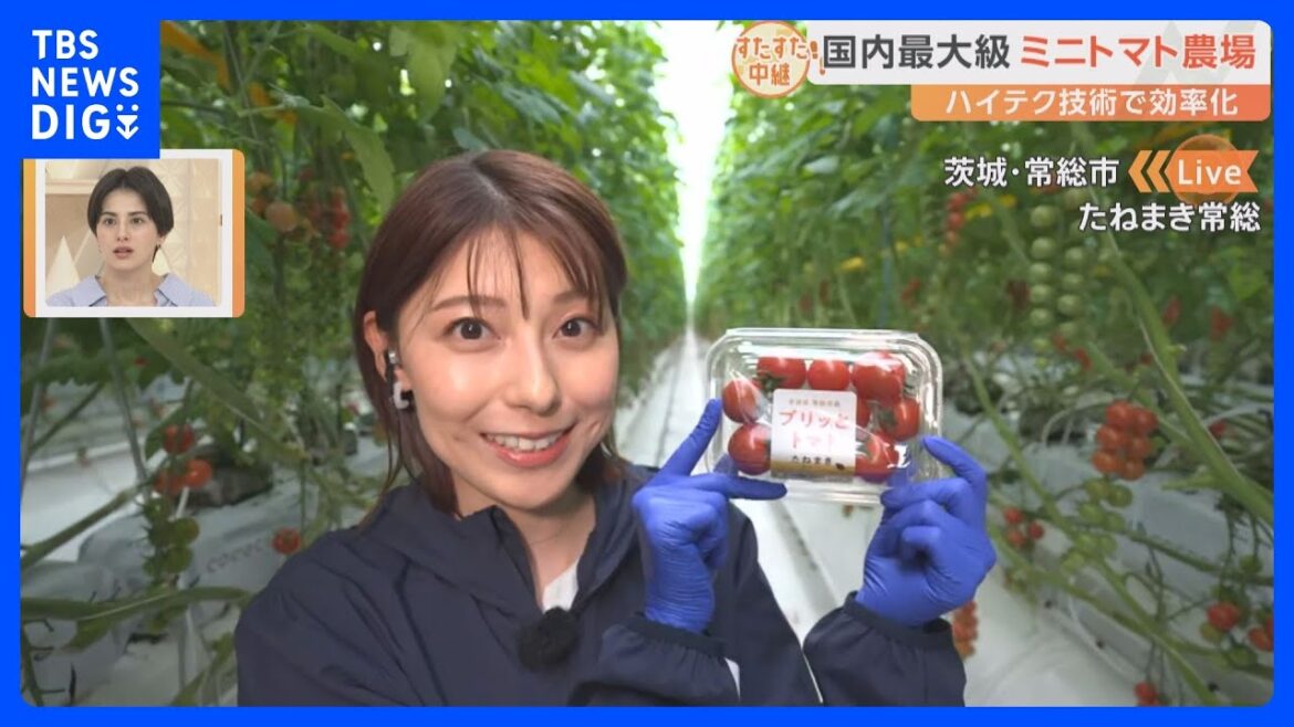 国内最大級のミニトマト農場 最先端の技術が詰まった農場で上村彩子アナウンサーが収穫体験【すたすた中継】|TBS NEWS DIG