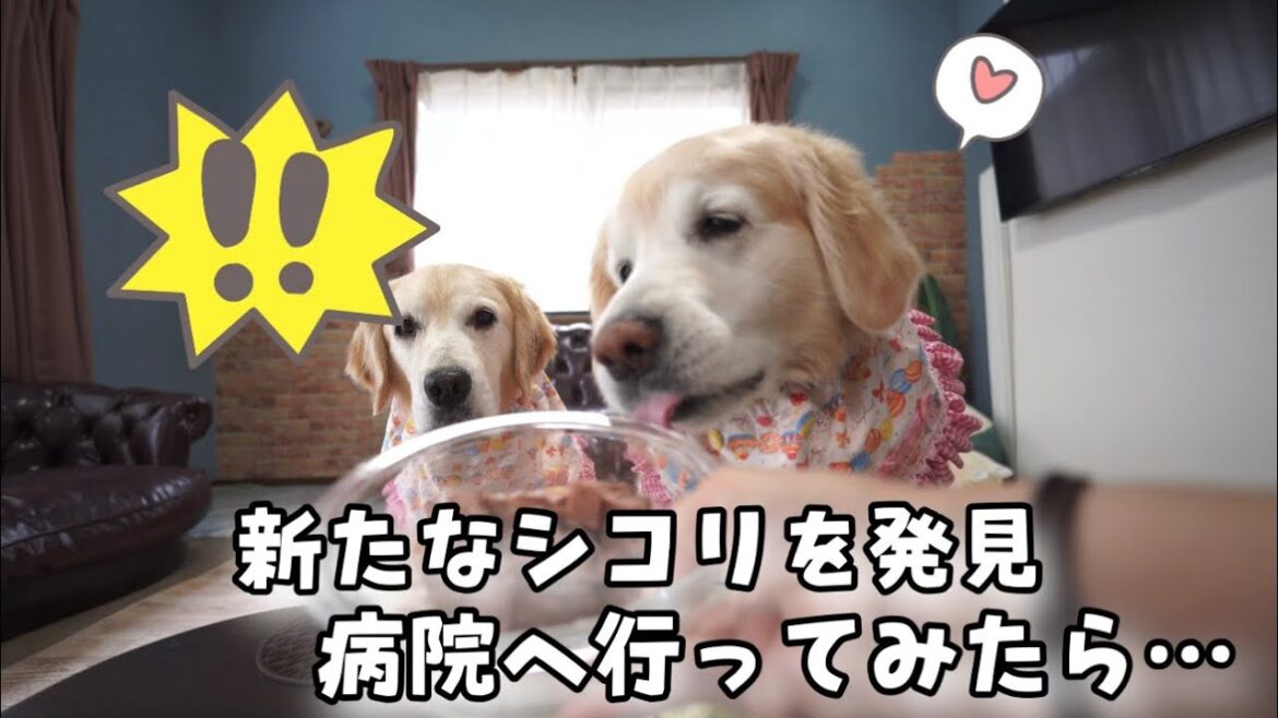 【あーちゃんのシコリ】新たなシコリを発見してしまいました