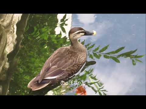 「カルガモ観察2023」カルガモ親子~巣立ったこに会えた~(72日目)