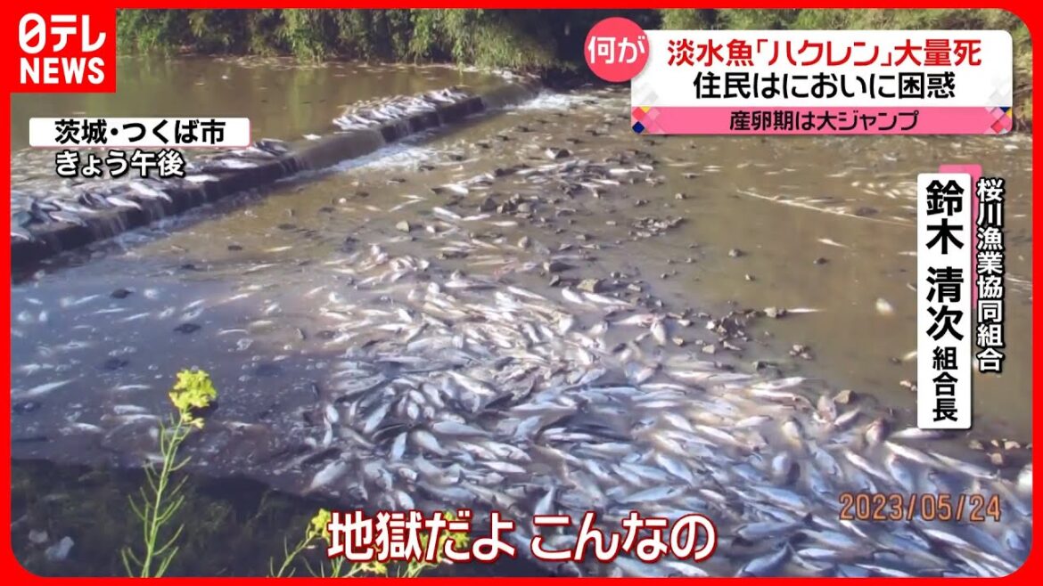 【何が】淡水魚「ハクレン」大量死 住民は強烈なにおいに困惑 茨城