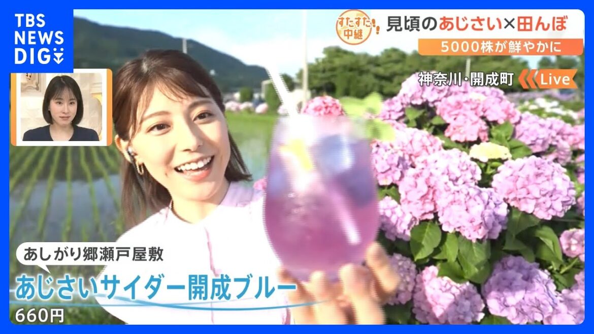 あじさいサイダーにメンチカツ、お茶の葉天ぷらも登場!田んぼとの絶景コラボも!今が見頃の神奈川県開成町のあじさい|TBS NEWS DIG
