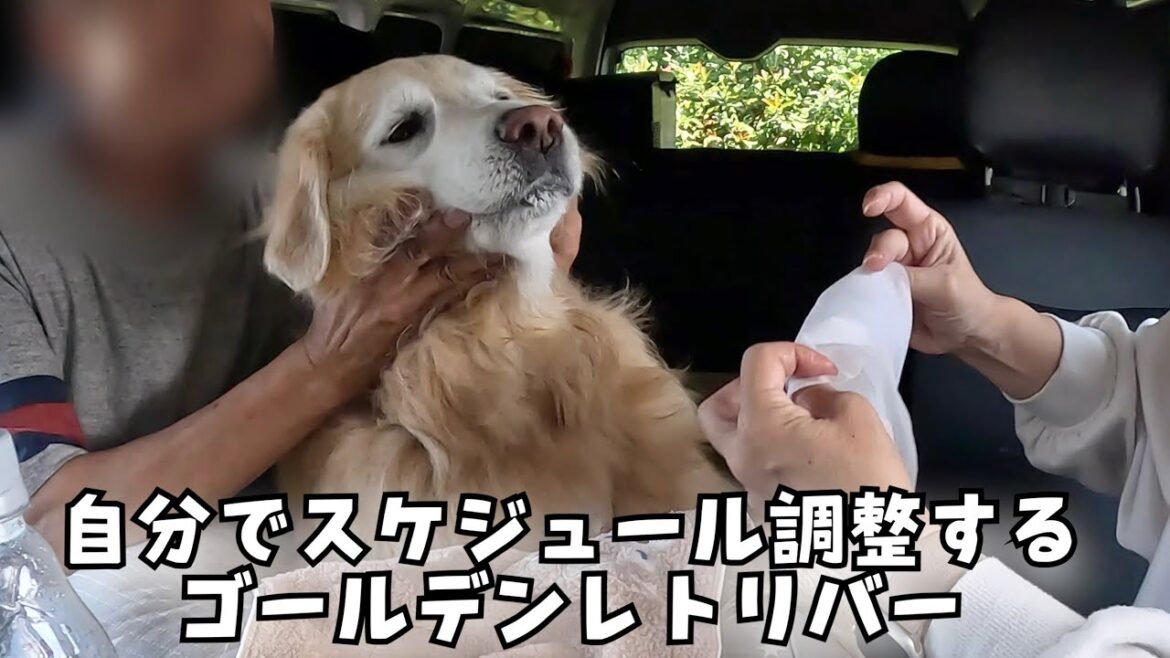 【きっちり】自分でスケジュール調整するゴールデンレトリバー