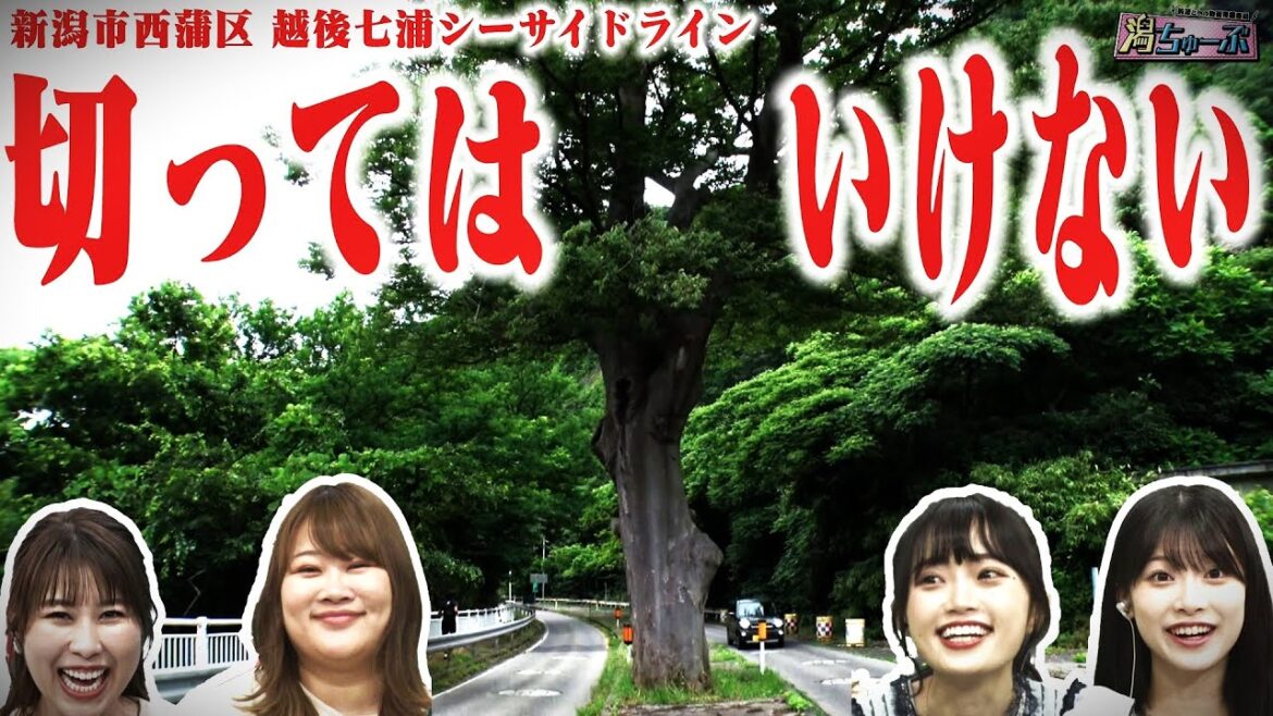 【ミステリー】祟り?御神木?新潟市西蒲区の越後七浦シーサイドラインの真ん中にそそり立つ謎の巨木の真相をNGT48卒業目前の中井りかさんと次世代を担う小越春花さんとチェック 【潟ちゅーぶ】